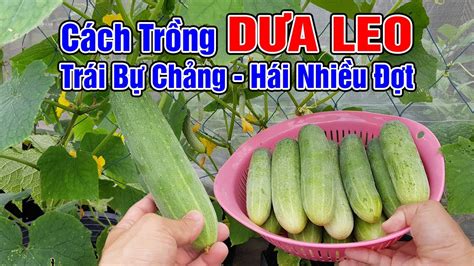 boy love trái dưa leo|Cách trồng dưa leo trong chậu trái bự chảng, hái nhiều đợt.